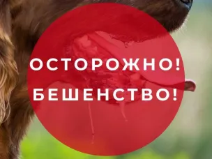 Осторожно! Бешенство!