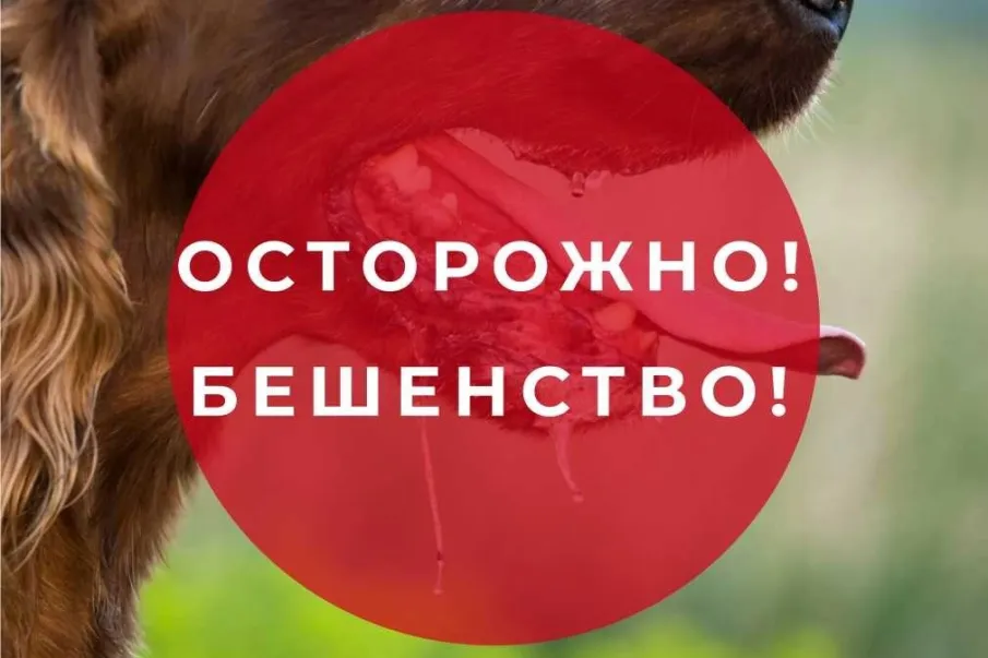 Осторожно! Бешенство!