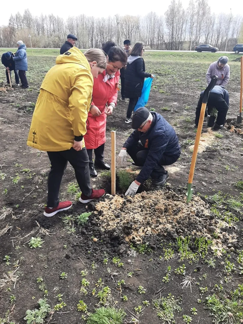 Акция "Посади кедр"