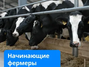 Местных продуктов станет больше! Нижегородским фермерам дадут гранты на расширение производства
