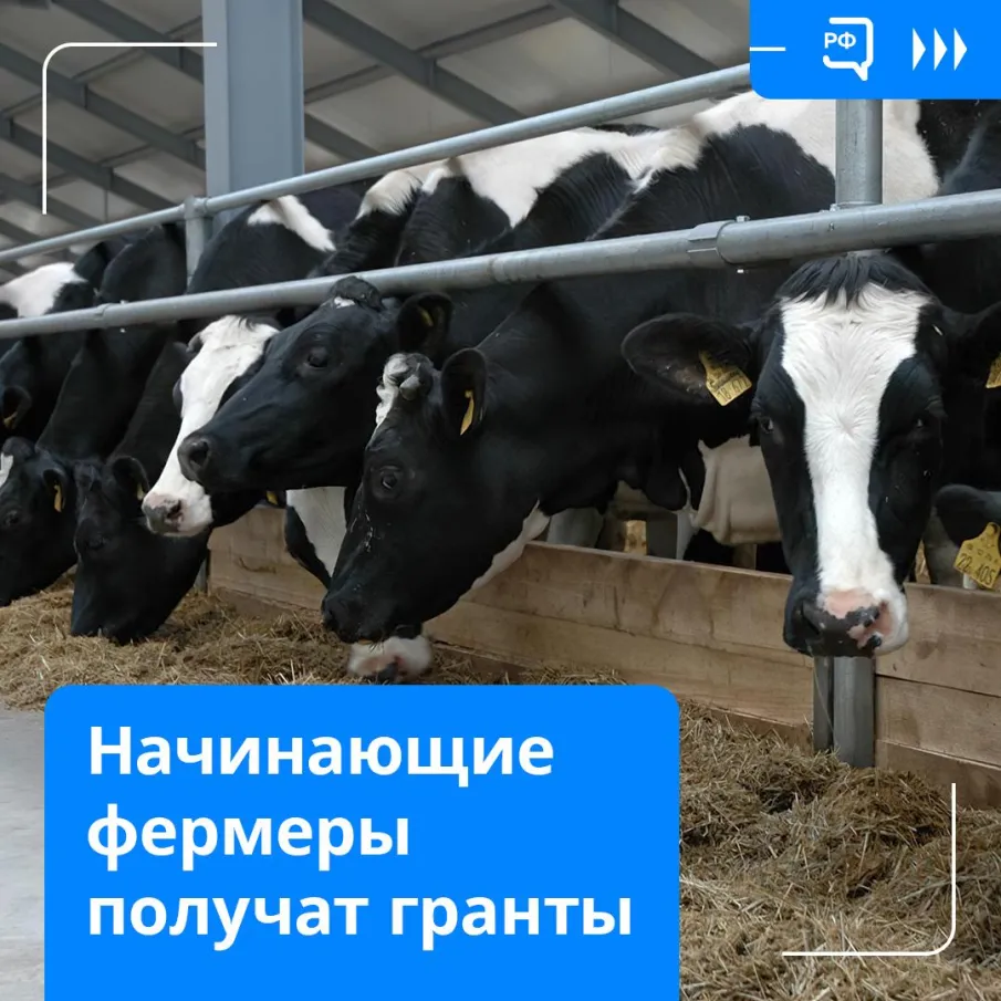 Местных продуктов станет больше! Нижегородским фермерам дадут гранты на расширение производства